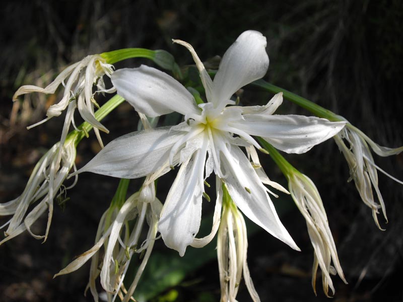 Pancratium illyricum photo